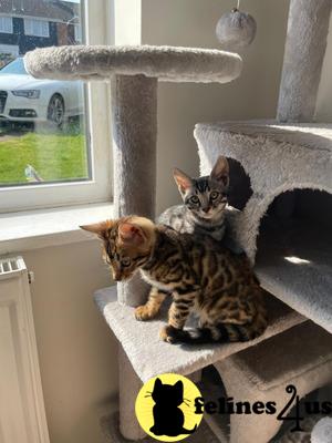 a couple of bengal cats sitting on a bengal cat tree