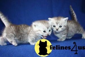 Beautiful pure bred Munchkin kittens