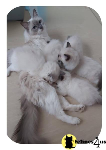 a group of ragdoll cats
