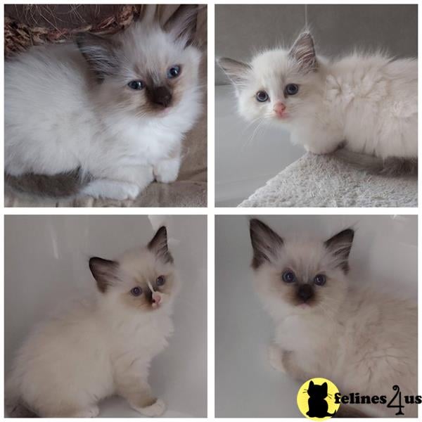 Smart Ragdoll Kittens