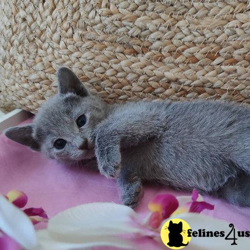 a grey rabbit lying on a blanket
