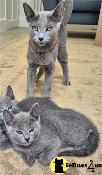 Adorable Russian Blue