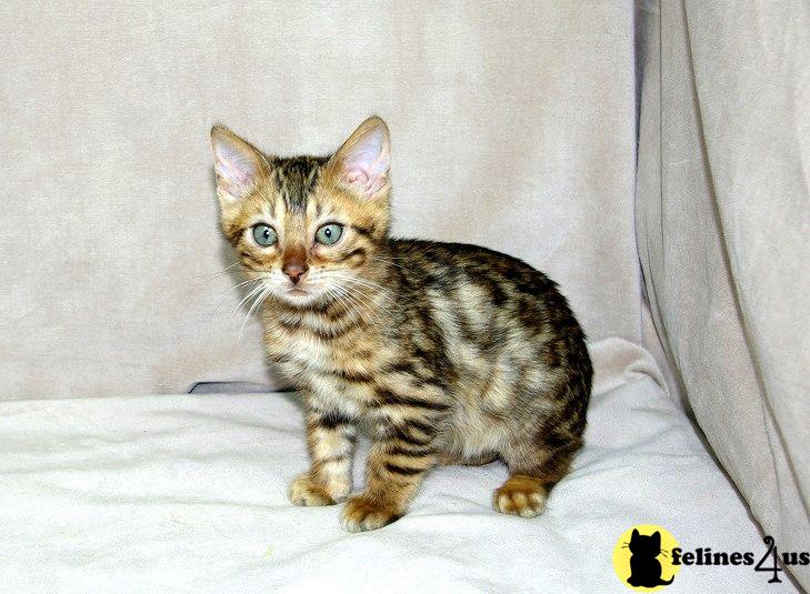 Bengal