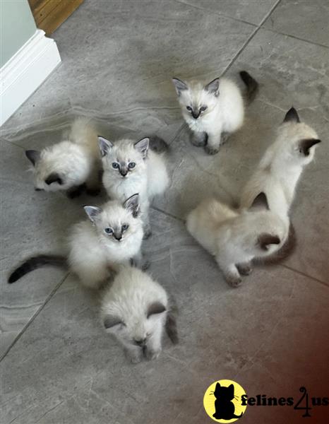 Ragdoll