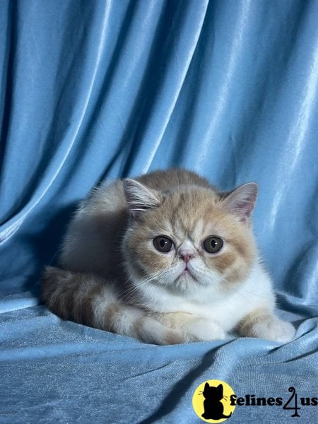 Monty