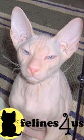 a sphynx cat with large ears