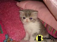 Exotic Shorthair Kittens For Sale In Pennsylvania