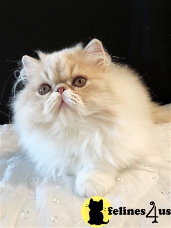 a persian cat sitting on a blanket