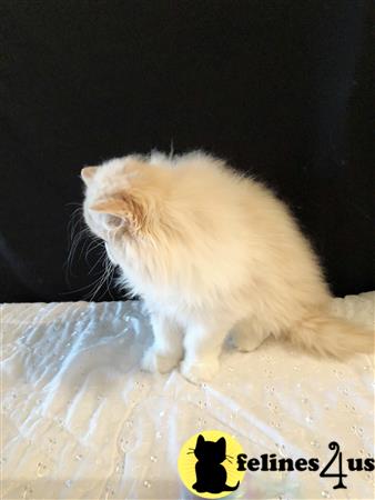 a persian cat sitting on a bed