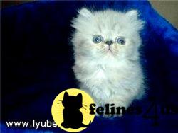 a white himalayan cat with blue eyes