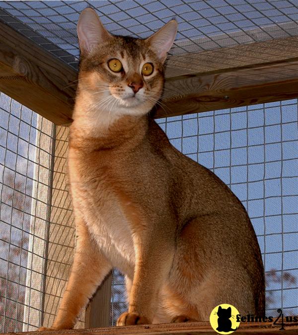 a abyssinian cat sitting on a window ledge