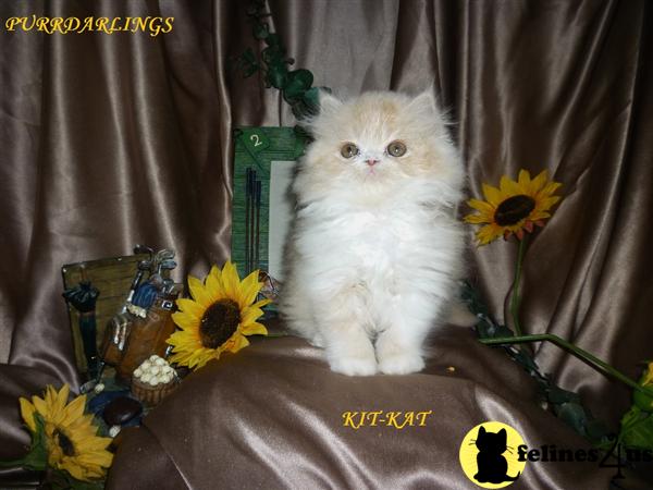 Persian Kitten For Sale Cfa Persian Cream White Female 10 Yrs And 1 Mths Old 